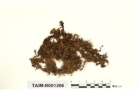 藏品(小形大灰苔)的圖片